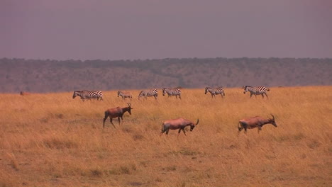 Gnus-Und-Zebras-Ziehen-über-Eine-Afrikanische-Ebene