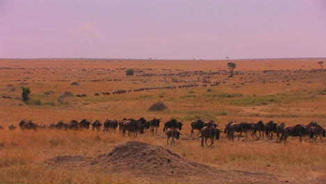A-long--line-of-wildebeests-travels-across-the-plains