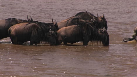 Some-wildebeest-stop-for-a-drink-while-crossing-a-river