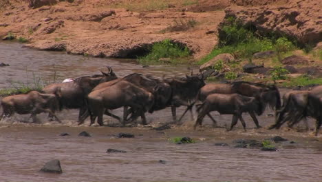 Wildebeest-gallop-out-of-the-river-they-just-crossed
