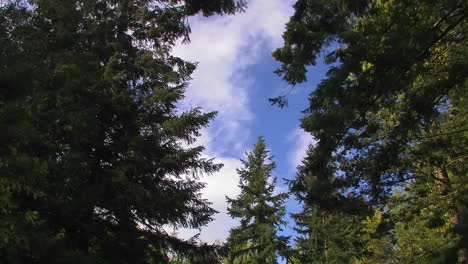 Starker-Wind-Weht-Durch-Ein-Waldgebiet-Mit-Bäumen