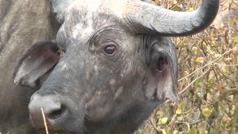 A-buffalo-blinking-its-eyes-and-looking-around