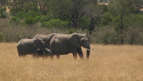 A-herd-of-elephants-walks-along-through-a-field-of-grass