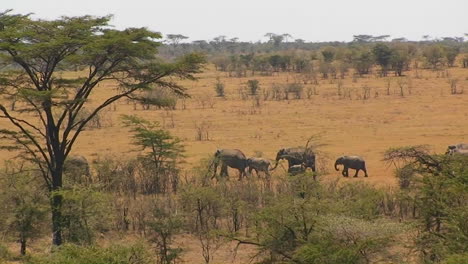 A-herd-of-elephants-walk-in-line-across-a-hot-bushy-plain
