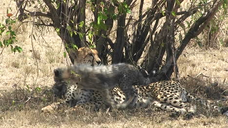 Eine-Leopardenmutter-Mit-Jungen-Sitzt-Unter-Einem-Baum,-Während-Die-Babys-Spielen