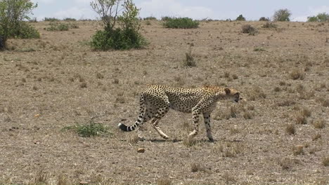 A-cheetah-walks-across-a-grassy-field