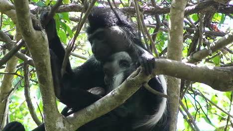 Eine-Orang-Utan-Mutter-Hält-Ihr-Baby-Sitzend-In-Einem-Baum