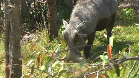 A-warthog-is-eating-grass-in-the-forest