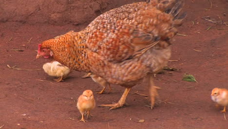 A-group-of-baby-chickens-follow-the-mother-hen-around-pecking-for-food