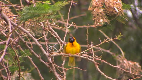 A-yellow-and-black-bird-perches-on-a-branch-flapping-his-wings-then-flies-away