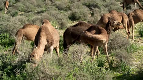 Marruecos-Camel-10