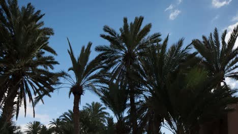 Oasis-Palm-Trees-01
