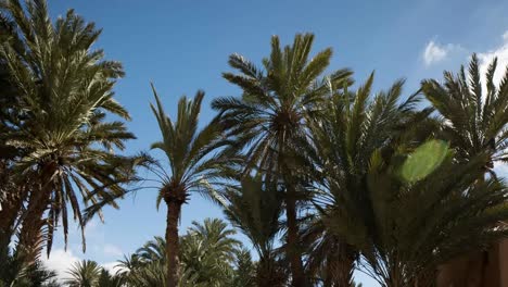 Oasis-Palm-Trees-03