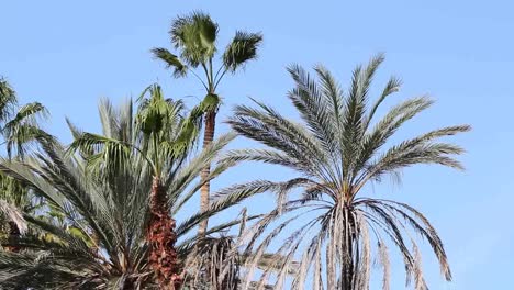 Palms-Blowing-01