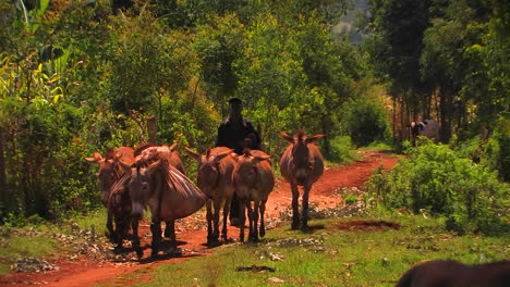 A-man-walks-on-a-rural-road-with-a-few-mules