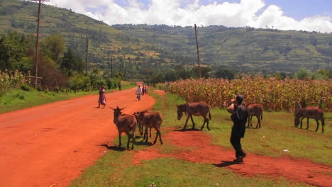 A-man-walks-a-small-group-of-donkeys-down-a-rural-dirt-road