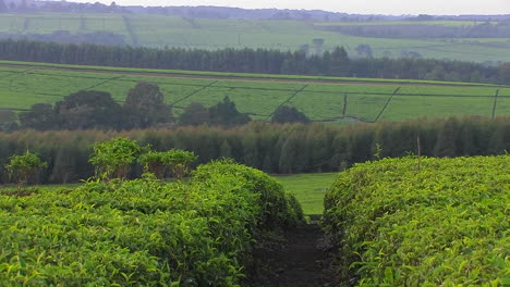 Rows-of-vegetation-grow-on-a-farm