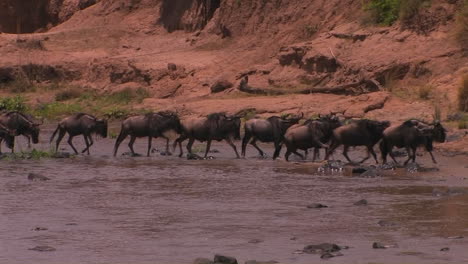A-heard-of-wildebeest-cross-a-river-and-begin-to-run