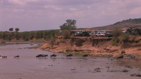 A-herd-of-wildebeest-cross-a-river-watched-by-people-parked-on-a-ridge-above