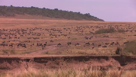 A-large-herd-of-wildebeest-fill-the-plain