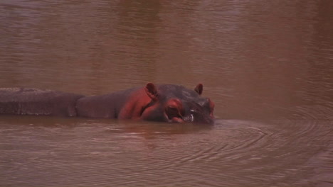 A-hippopotamus-cools-itself-in-a-river