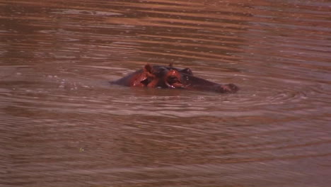 Un-Hipopótamo-Entrando-Y-Saliendo-Del-Agua