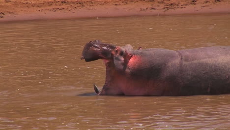 A-hippopotamus-takes-a-gulp-of-water-in-a-river