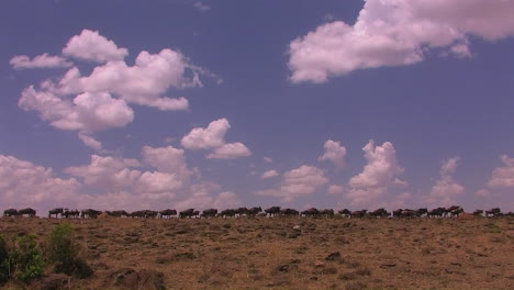Wildebeest-are-gathered-on-an-open-plain
