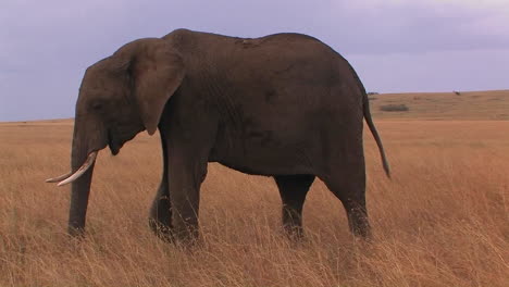 An-elephant-grazes-in-an-open-field-1