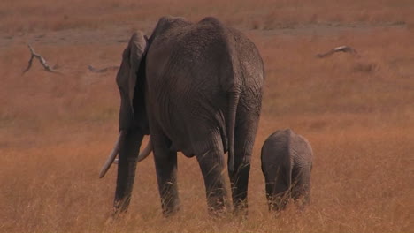 Ein-Elternteil-Und-Ein-Elefantenbaby-Laufen-Auf-Einem-Feld