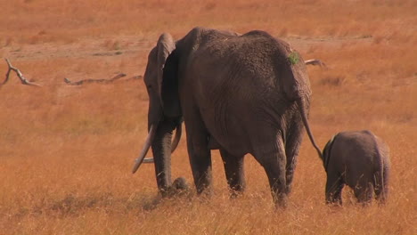Mutter-Und-Baby-Elefant-In-Der-Savanne-In-Afrika