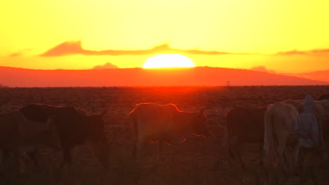 Men-move-a-herd-of-cows-along-as-the-sun-sets-and-a-car-drives-away