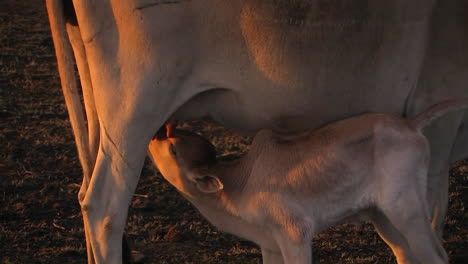 A-calf-drinks-milk-from-its-mother