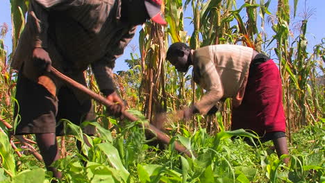 Two-people-tend-crops-in-a-field