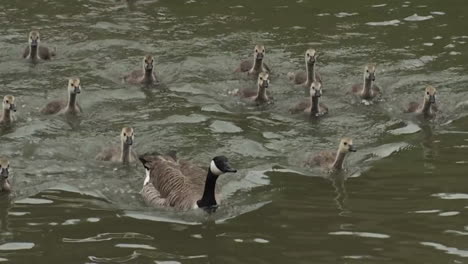 A-flock-of-ducks-follow-their-mother-across-a-pond
