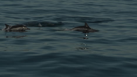 Los-Delfines-Juegan-En-El-Agua-Junto-A-Un-Barco.
