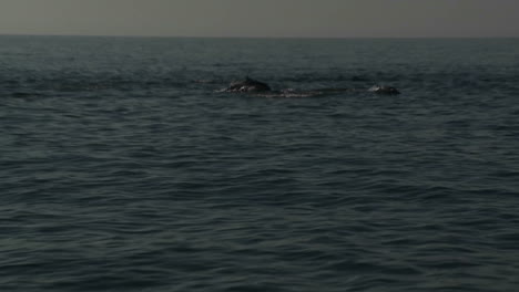 Eine-Gruppe-Delfine-Spielt-Neben-Einem-Boot-Im-Wasser