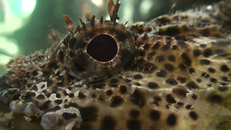 Close-up-of-a-fish-eye-underwater