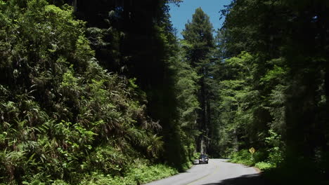 Cars-drive-on-a-road-through-the-Redwood-forests-of-California