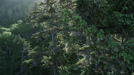 Licht-Filtert-Durch-Die-Bäume-In-Den-Mammutbäumen-Kaliforniens