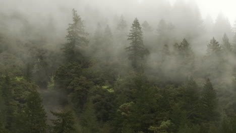 Un-Dia-De-Niebla-En-El-Bosque