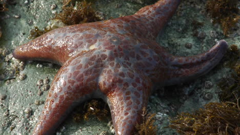 An-orange-red-starfish-in-a-tidepool-in-Northern-California-or-Oregon