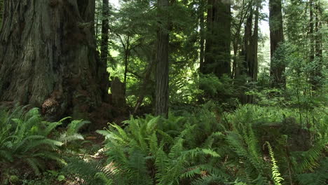 Lichtfilter-In-Den-Waldboden-In-Den-Mammutbäumen-Kaliforniens