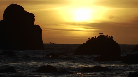Möwen-Sitzen-Auf-Einem-Felsen-Bei-Sonnenuntergang-Entlang-Der-Küste-Von-Oregon-3
