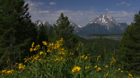 Frühling-Und-Blumen-Mit-Dem-Großen-Teton-Hintergrund
