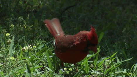 A-red-cardinal-bird-hops-on-the-ground