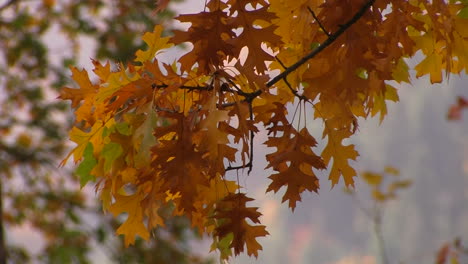 Lebendige-Herbstfarben-Erhellen-Die-Bäume-1