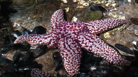 Hermosa-Estrella-De-Mar-Púrpura-En-Una-Piscina-De-Marea