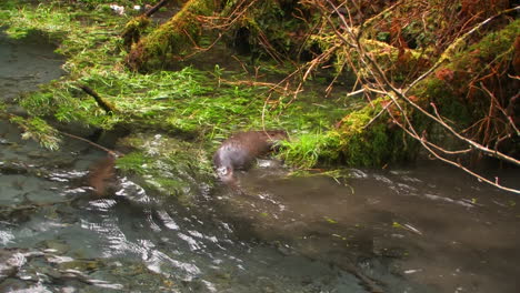 Otter-Tummeln-Sich-In-Einem-Süßwasserbach