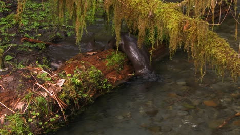 Otters-frolic-in-a-freshwater-stream-1